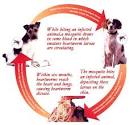 Minnesota Veterinary Hospital - Heartworm/Lyme Disease