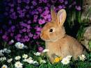 La santé du lapin