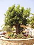 File:Piazza del Millenario, Pioppi (Salerno, Italy), pianta di ... 