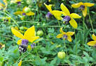 the sunny disposition of clematis tangutica - A Way to Garden