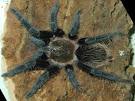 Phong's Tarantulas! - Curly #2, the Honduran Curly Hair Tarantula ...
