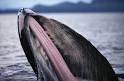 HowStuffWorks "How Baleen Whales Work"