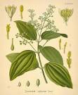 (<b>Cinnamomum zeylanicum</b>)