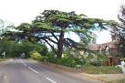 ST2228 : Cedar of the Lebanon on the road to Kingston St. Mary - via Daymix
