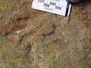 Dinosaur Footprint - via Daymix
