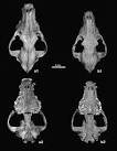 Gene researchers find Middle Eastern origins for dogs