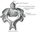 cervical vertebra