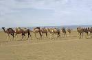 Chameau.DROMADAIRE.Les Pionniers du Desert. Terra Nova