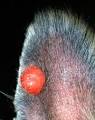 Canine Cutaneous Histiocytoma