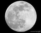 Sky Full of Merit: FULL MOON in Leo. ~ Dr. Katy Poole | elephant ...