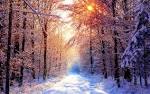 Trees in winter - Nature's Seasons Wallpaper (22173937) - Fanpop ...