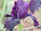 Best Texas Nativ
e Xeriscape Pl ...