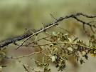 Stick Insects, Stick Insect Pictures, Stick Insect Facts ...