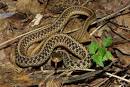 eastern garter snake