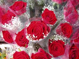 أجمل الورود الحمراء Images?q=tbn:ANd9GcRUvtEHbzRaB4bshMgfqDYSD2LKVF-12fJgbeOm700YssnL_ts9Gkz-prQl-w