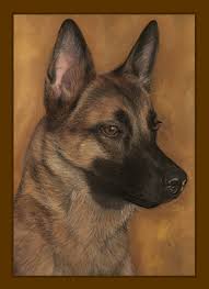 Livia Bachmann - Malinois-Fight-a23353763