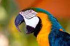 parrot talk