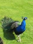 peacock animal (peacock - via Daymix