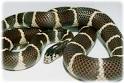 Reptile Amphibian - California Kingsnake
