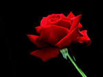 Rose Wallpaper | Desktop Wallpaper – Desktop Hd Wallpapers