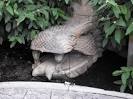 Akron Zoo - Akron - Reviews of Akron Zoo - TripAdvisor