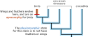 Reconstructing trees: Cladistics