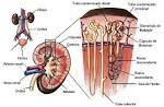 Estructura del <b>riñón</b>. <b>riñón</b>