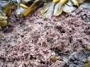 Marine Botany at FHL