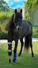 Molly - Pony With A Prosthetic Leg