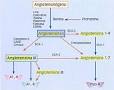 de la <b>angiotensina I</b>.png