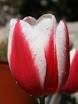 We in the Reformed community talk incessantly about the Five Points of - via Daymix