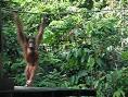 King of the Swingers 2