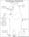 Groundhog is another name for