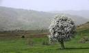 kurdestan-spring-tree