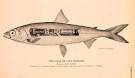 Cisco Fish - Rate My Fish - Fish and Fishing Pictures