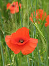 Norfolk's County Flower - via Daymix