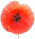 File:Poppy-closeup.jpg - Wikipedia, the free encyclopedia