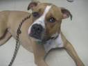 Pet of the Week: Eva - Life - Delco News Network