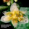 <b>Menispermaceae</b>