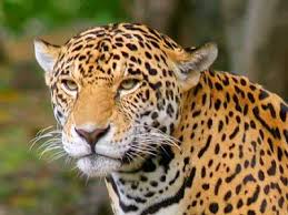 Lion, Tiger, Panther, Cheeetah, Leopard, Jaguar, and other big cats. - Page 2 Images?q=tbn:ANd9GcRWO2uMu1JcqU9XOSgj5c9M6vHjJ1ERmG1NPxJVXD_Cl05Lt6th8A
