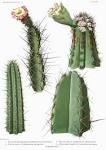 File:The <b>Cactaceae</b> Vol II,