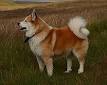 Icelandic Sheepdog - Wikipedia, the free encyclopedia