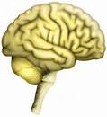 The Normal Cerebral Cortex