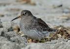 Rare Bird Alert: January 27, 2012 - ABA Blog