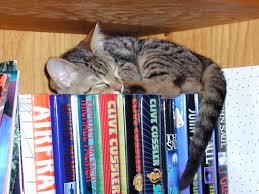 gatto 2