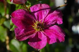 Clematis JOHN HOWELLS \u0026#39;Zojoho\u0026#39; PBRaf - Clematis von Wim Snoeijer ... - 650-Clematis-JOHN-HOWELLS-'Zojoho'-PBRaf-add_6