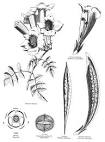 <b>Bignoniaceae</b> Juss.