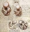 Fetal position - Wikipedia, the free encyclopedia