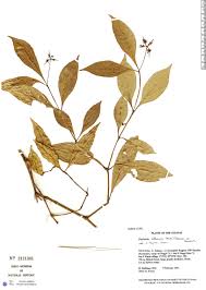 Image result for Psychotria tenerior