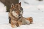 Wolf Killers Montana 2009 « Howling For Justice